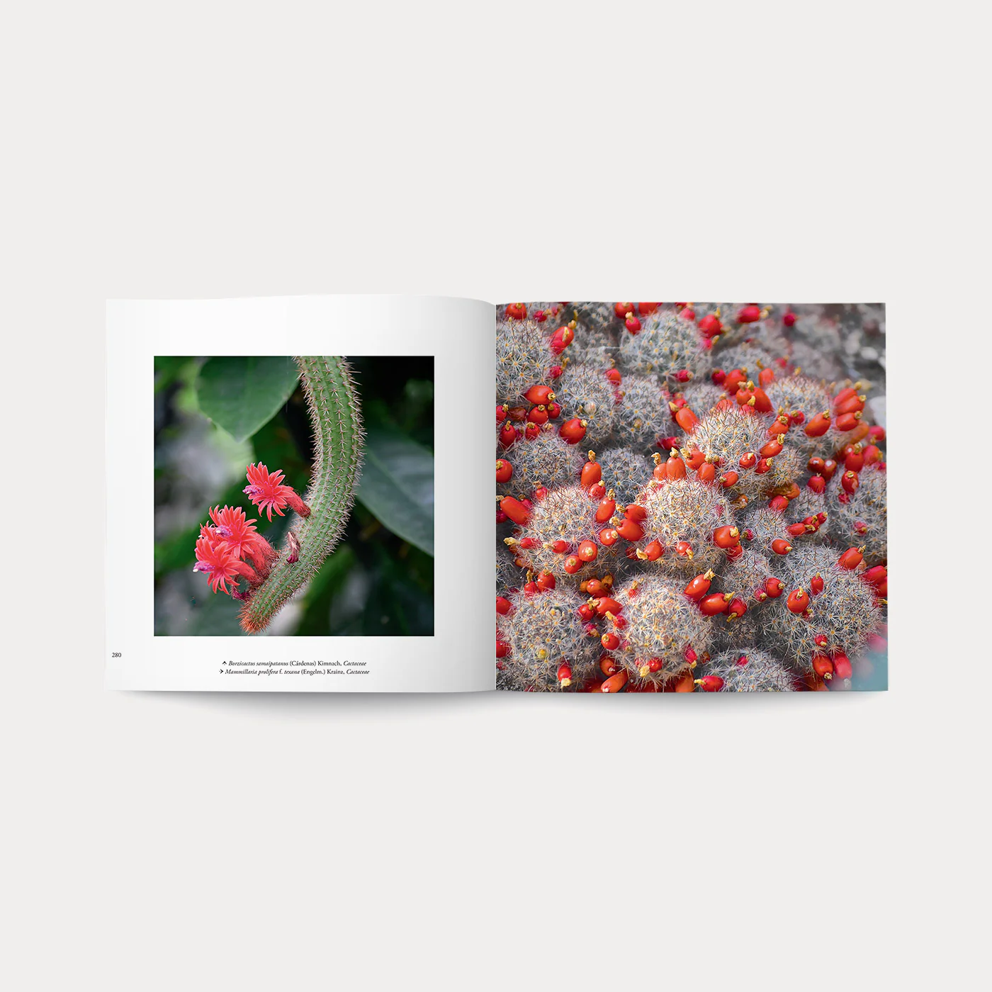 Libro Di Fiori e di Spine - Image 6