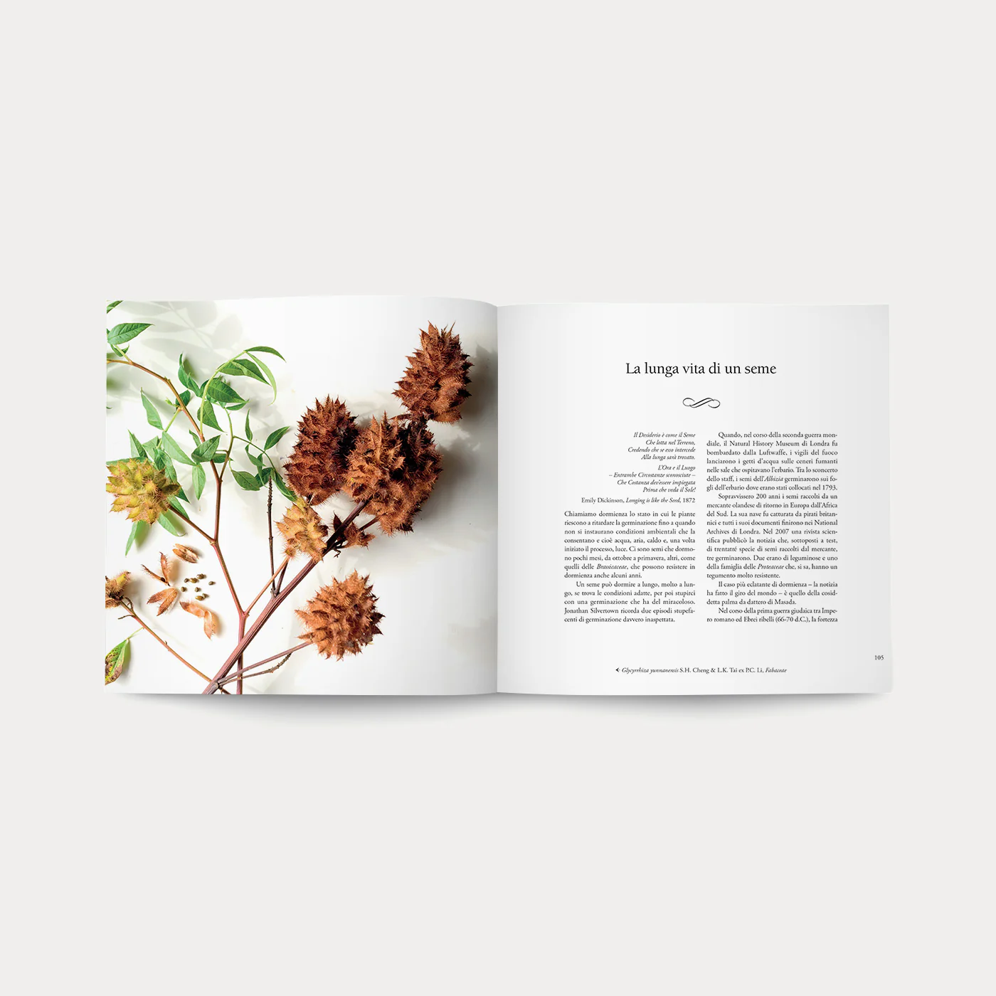 Libro I Semi della Vita - Image 5